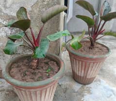 Beautiful plants (philodendron erubescens)