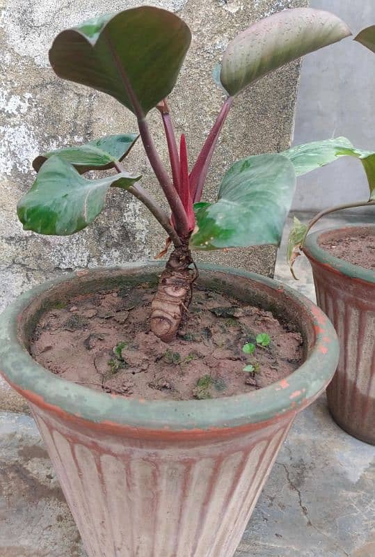 Beautiful plants (philodendron erubescens) 1