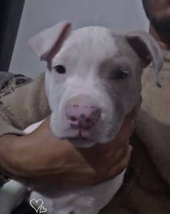 American pitbull puppie