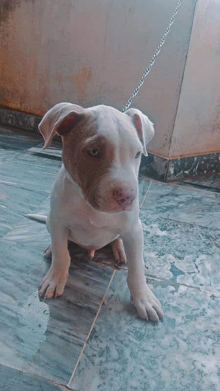 American pitbull puppie 1