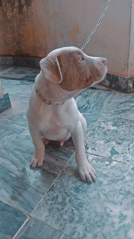 American pitbull puppie 2