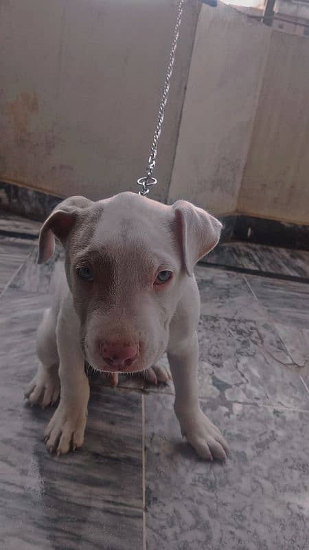 American pitbull puppie 3