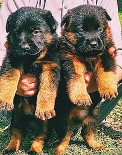 German shepherd puppies available for sale