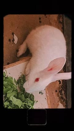 red eyes rabbit