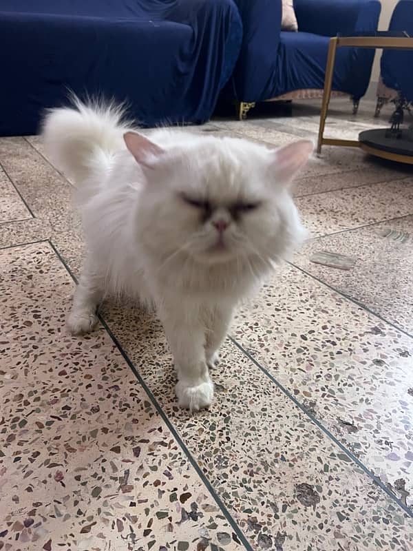 beautiful and polite male cat for sale 1