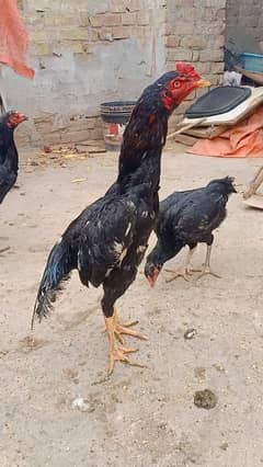 aseel black murga urgent sale. egg available