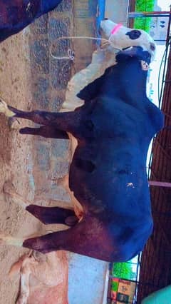 Cow for sell