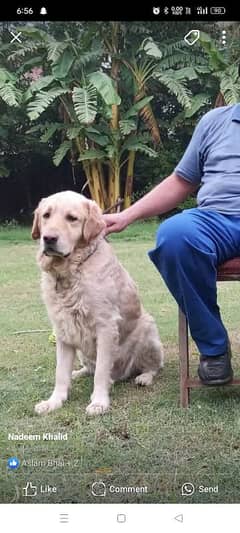 golden retriever dog male and 2 Labrador female