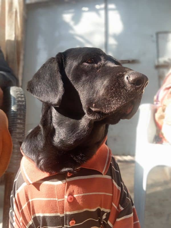 golden retriever dog male and 2 Labrador female 1