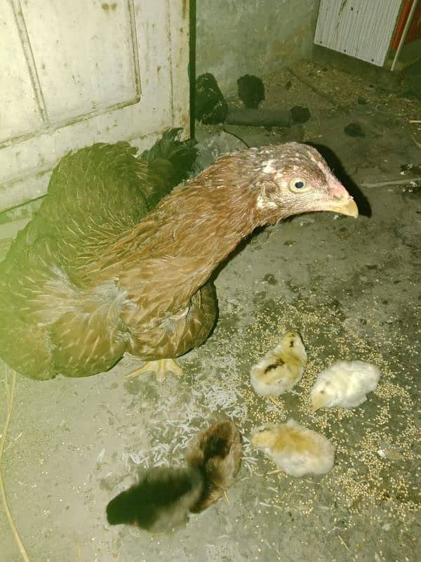 aseel hen with chicks 0