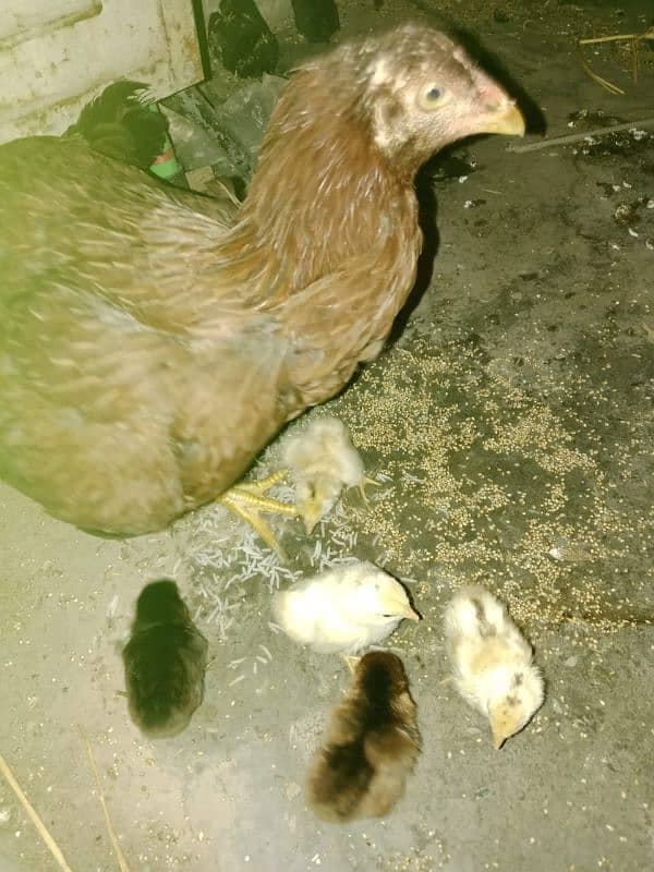 aseel hen with chicks 1