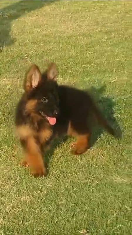 German Shepherd Male For Sale / GSD / Long Coat Puppies 0