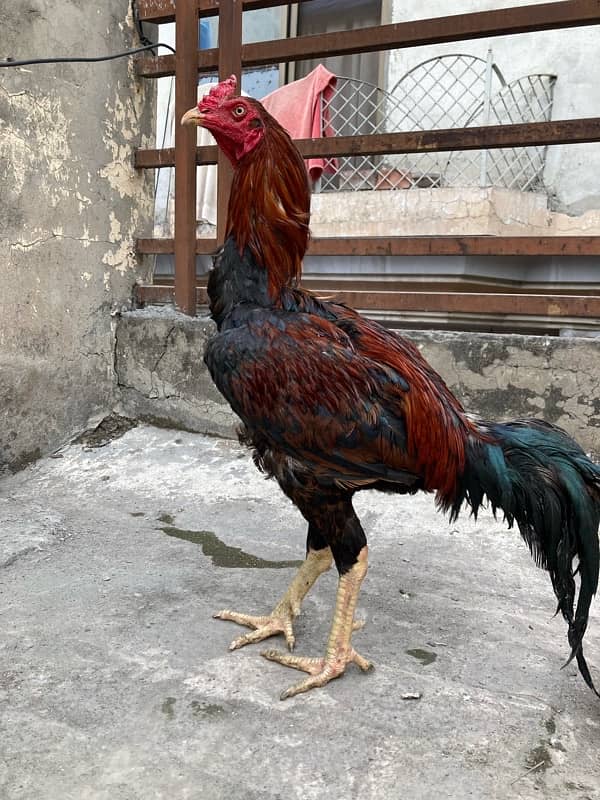 Aseel breeder for sale in giant height 4