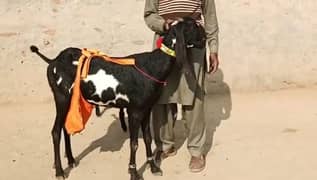 Desi Bakri Our 2 Bacchon Ka Sath Urgent For Sale Call03314594754)