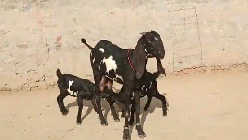 Desi Bakri Our 2 Bacchon Ka Sath Urgent For Sale Call03314594754) 1