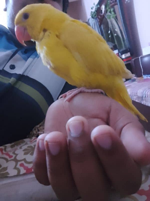 yellow Ring neck chick 1,5 month age 6