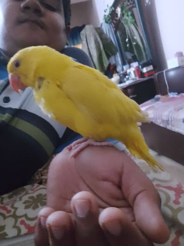 yellow Ring neck chick 1,5 month age 7