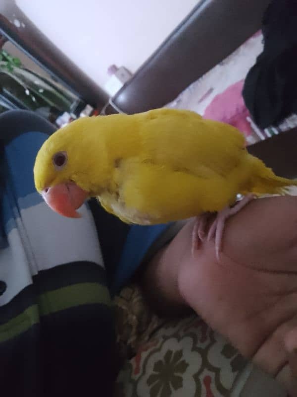 yellow Ring neck chick 1,5 month age 8