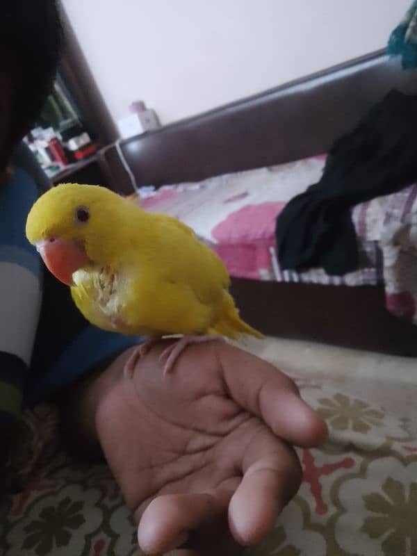 yellow Ring neck chick 1,5 month age 10