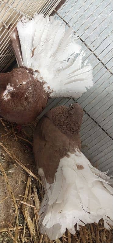 India fanttail & red body white tail. chicks 7