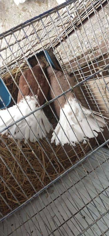 India fanttail & red body white tail. chicks 5