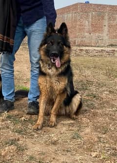 German shepherd female for (Urgent sale)