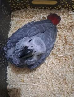 African grey parrot checks for sale03462738809