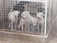 Imported Dogo argentino puppies available for sale