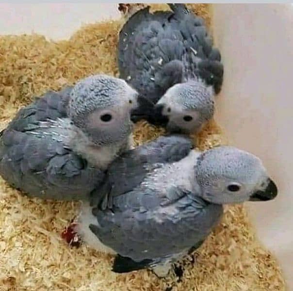 African Grey Parrot checks for sale03319974101 2