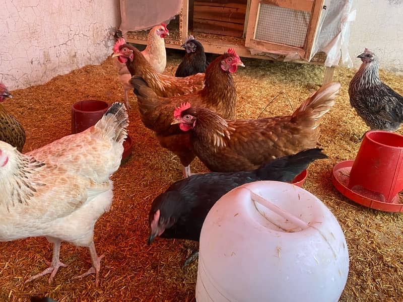 Golden misri / Lahmann brown / Australorp / hens 03 02 6 3 28 02 0 2