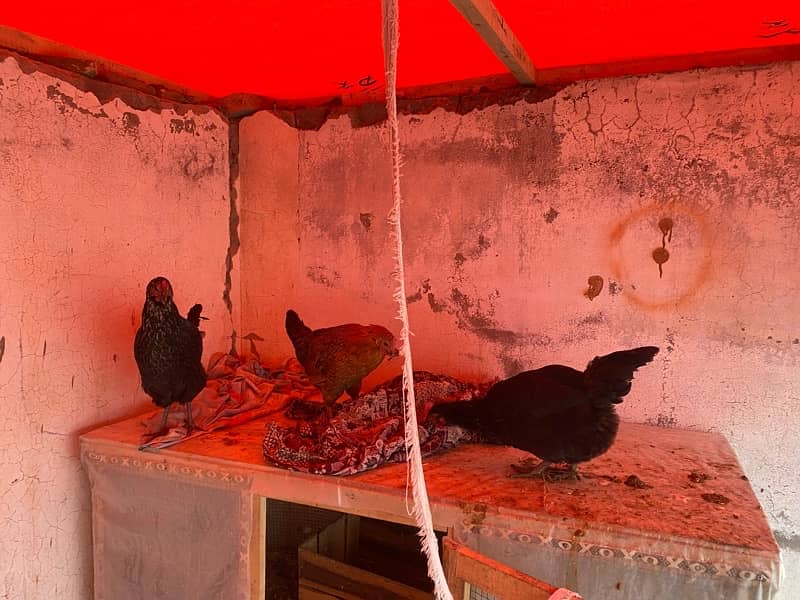 Golden misri / Lahmann brown / Australorp / hens 03 02 6 3 28 02 0 3