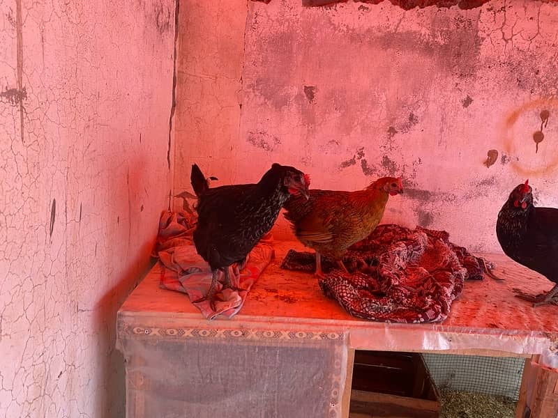 Golden misri / Lahmann brown / Australorp / hens 03 02 6 3 28 02 0 4