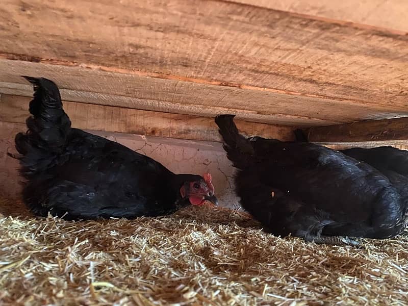 Golden misri / Lahmann brown / Australorp / hens 03 02 6 3 28 02 0 5