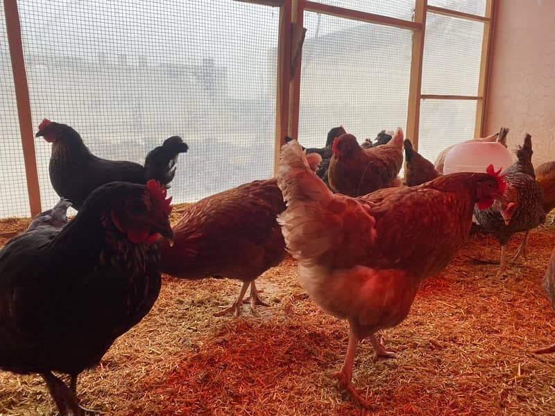 Golden misri / Lahmann brown / Australorp / hens 03 02 6 3 28 02 0 6