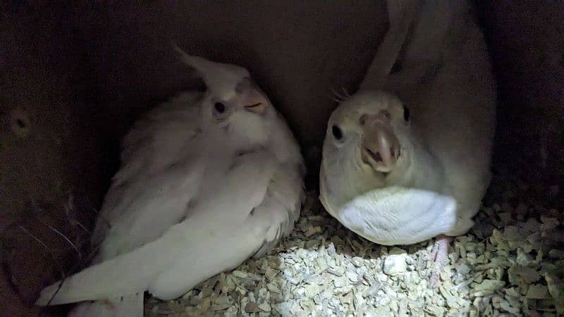 cockatiel Eno red eyes pairs and handtame chicks for sale 3