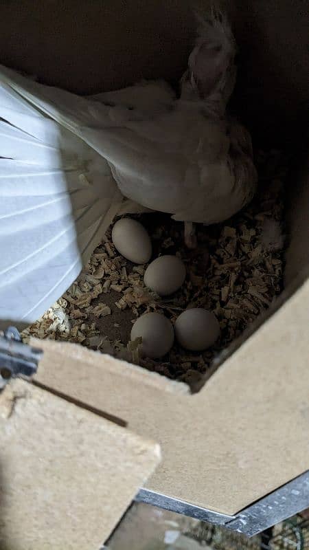 cockatiel Eno red eyes pairs and handtame chicks for sale 5