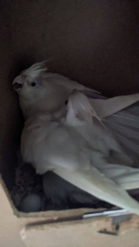 cockatiel Eno red eyes pairs and handtame chicks for sale 6