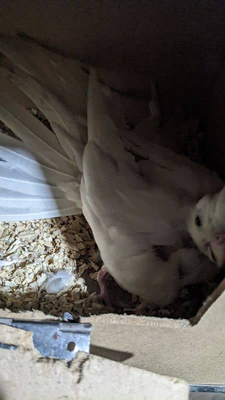 cockatiel Eno red eyes pairs and handtame chicks for sale 7