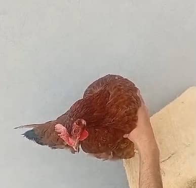 golden misri | murgha | Rhode Island Red ( rir )murghi | 03274087584 0