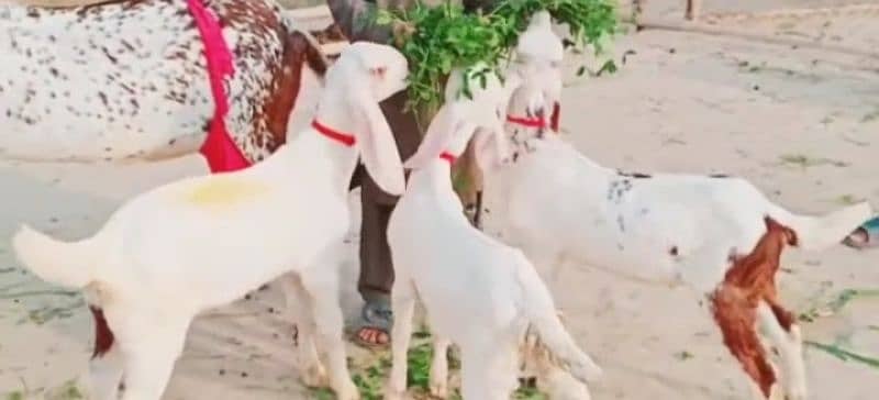 desi Bakri for sale 03704685463 0