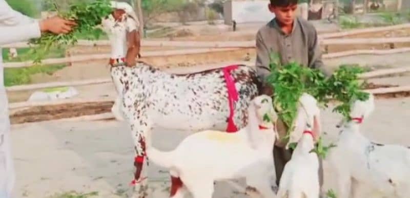 desi Bakri for sale 03704685463 2