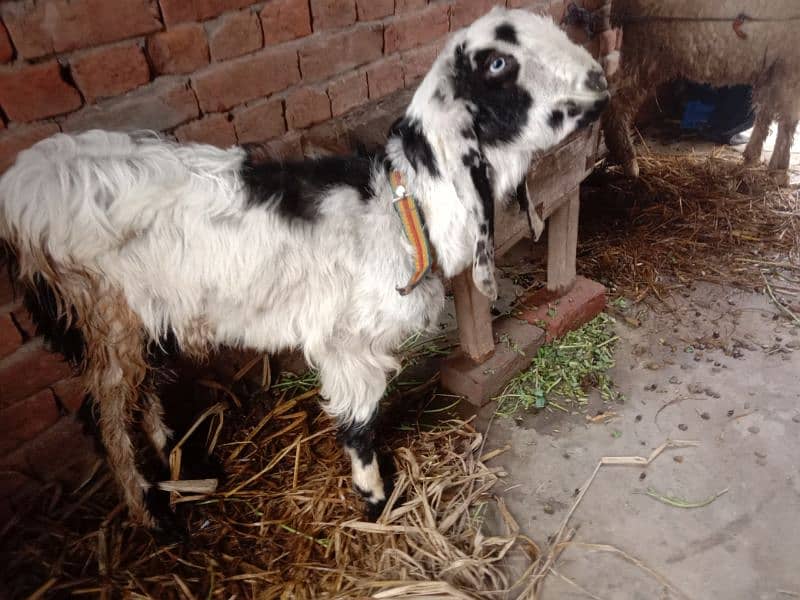 goat for sale 1