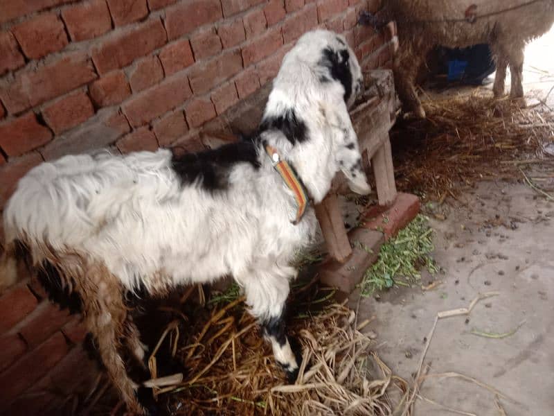 goat for sale 2