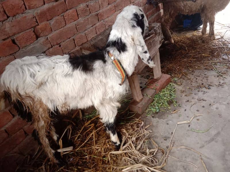 goat for sale 3