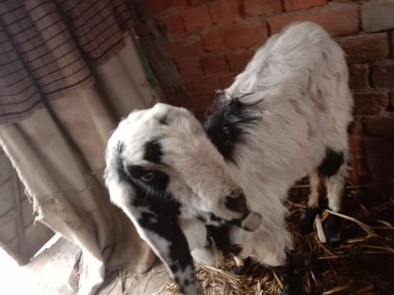 goat for sale 4