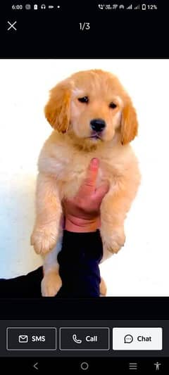 Golden Retriever puppy pair