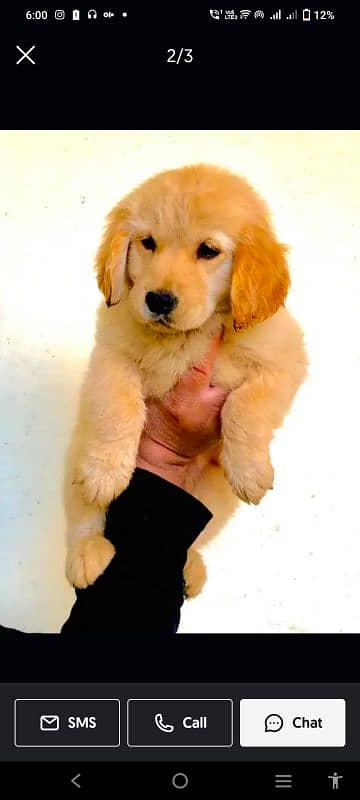 Golden Retriever puppy pair 1