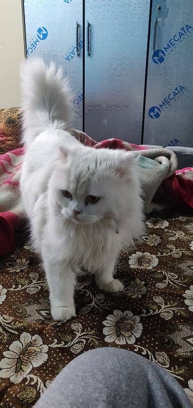 Persian male for breeding 0