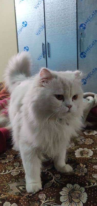 Persian male for breeding 1