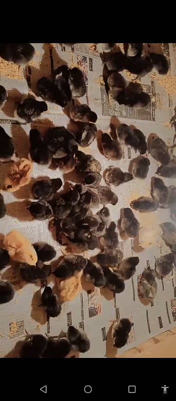 pure Australorp healthy active and vaccinated chicks available 0